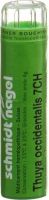 Produktbild von Sn Thuya Occidentalis Granulat Ch 7 4g