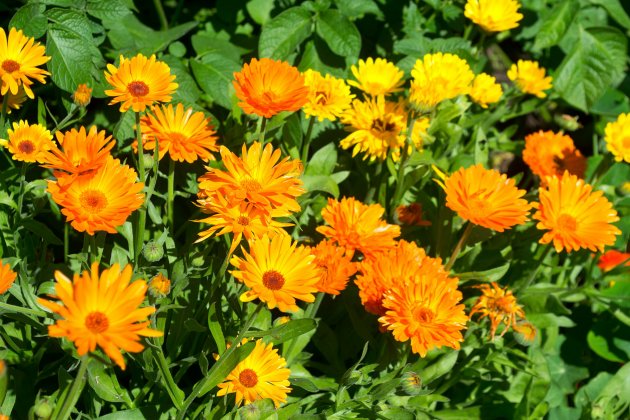 Ringelblume