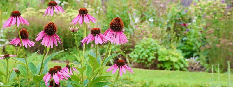 Echinacea purpurea