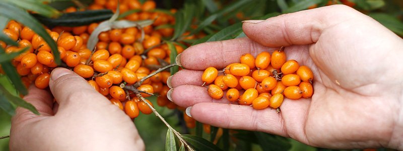 Sanddorn enthält viele Vitamine